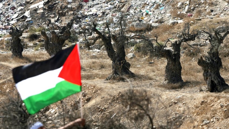 Un homme brandit un drapeau palestinien dans un champs d'oliviers à Hébron en Cisjordanie occupée, le 16 octobre 2010