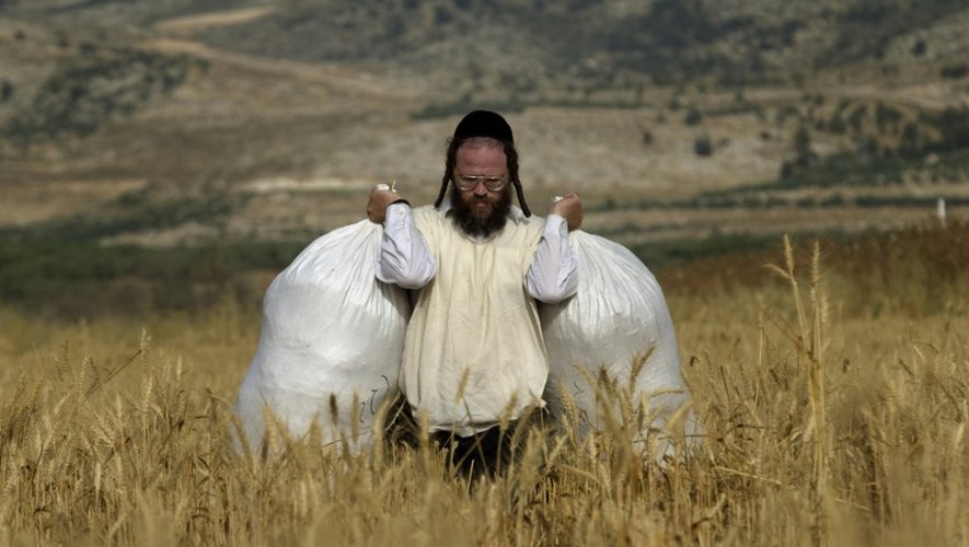 Un juif ultra-orthodoxe transporte des sacs de farine dans un champ situé près de la colonie de Mevo Horon, en Cisjordanie occupée, le 22 mai 2012