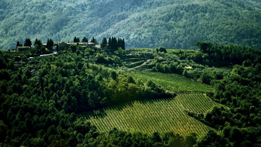 Le vignoble de Greve in Chianti, près de Florence. Dans la région du Chianti, la première appellation contrôlée a vu le jour il y a 300 ans