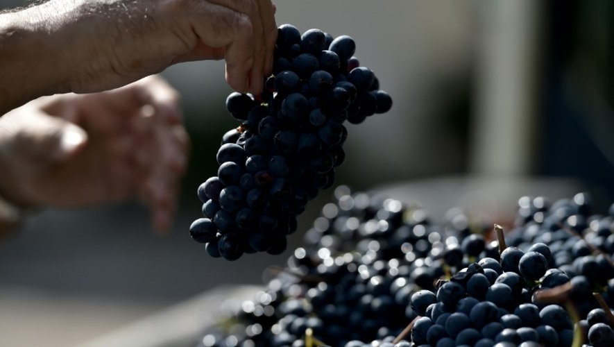 Quelque 35 millions de bouteilles de chianti classico, l'un des vins les plus connus de la planète, sont produites par an