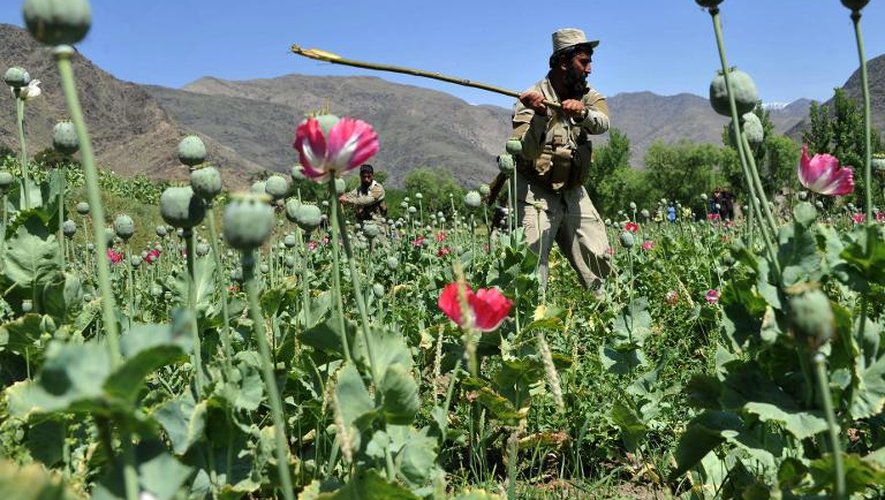 Un membre des forces de sécurité afghane détruit un champ non autorisé de fleurs de pavot en avril 2014 dans la province de Kunar (est de l'Afghanistan)