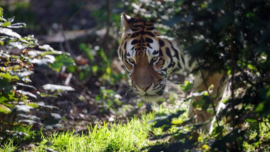 Un tigre le 23 septembre 2013 au zoo de Mulhouse