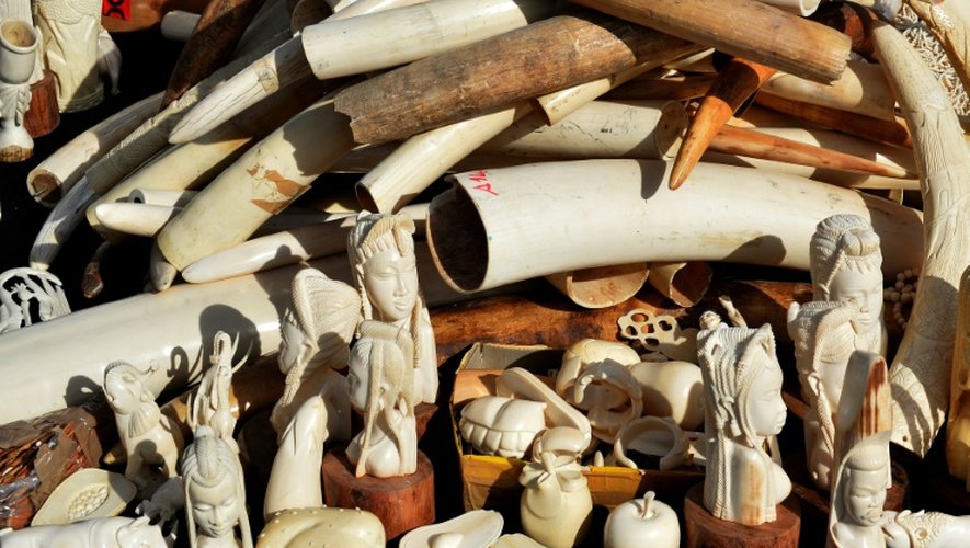 Des cornes et des objets sculptés en ivoire sont rassemblés à Rome pour être détruits le 31 mars 2016