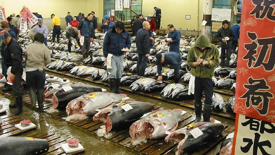 Des acheteurs de thon dans le plus gros marché de poissons au monde à Tokyo en janvier 2005