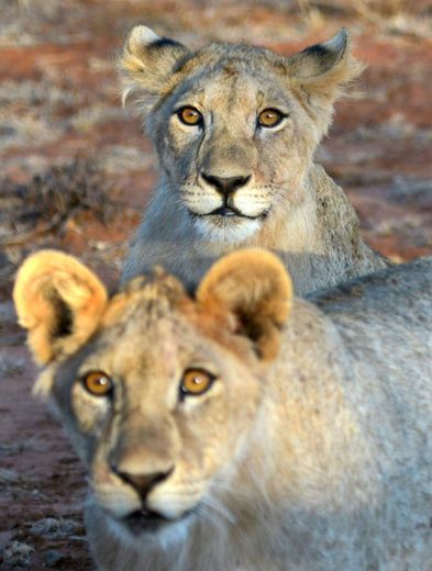 Des lions dans la réserve Selenkay, au Kenya, le 11 septembre 2016