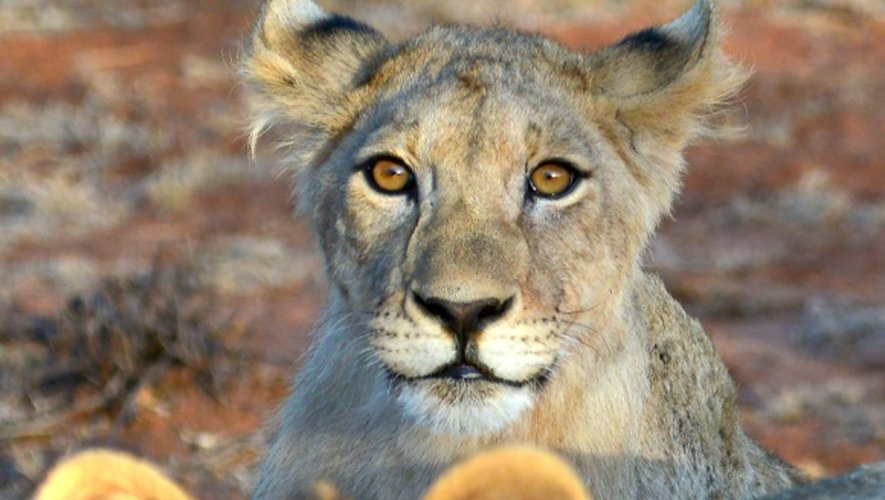 Des lions dans la réserve Selenkay, au Kenya, le 11 septembre 2016