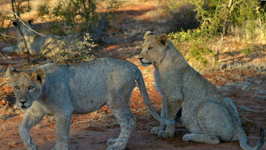 Des lions dans la réserve de Selenkay, au Kenya, le 11 septembre 2016