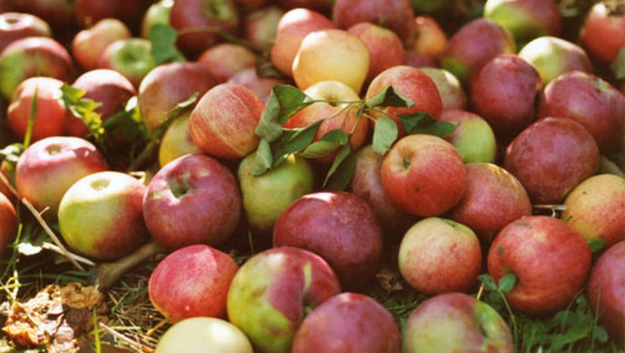 L'Aveyron va confier une cinquantaine de ses pommes à l'Inra.