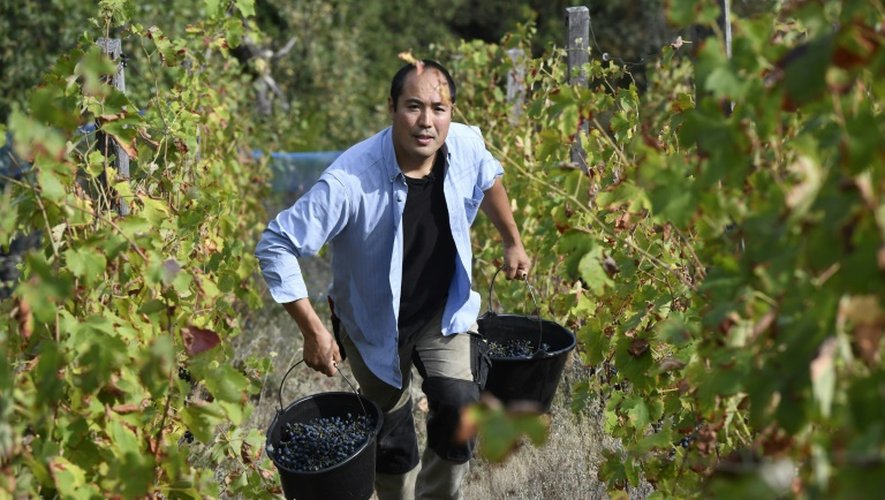 Le viticulteur japonais  Hirotake Ooka dans ses vignes à Saint-Pérey près de Valence, le 26 septembre 2016