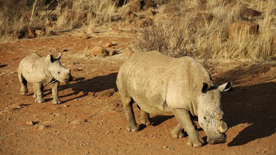 Le braconnage des rhinocéros en Afrique du Sud atteint des sommets