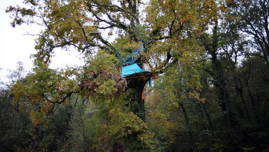 Un opposant au barrage de Sivens installé dans un arbre non loin du site le 31 octobre 2014