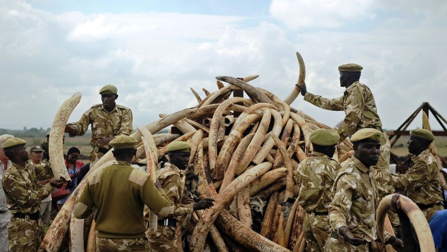 Des défenses d'éléphants empilées en vue de leur destruction le 20 avril 2016 dans le parc national de Nairobi