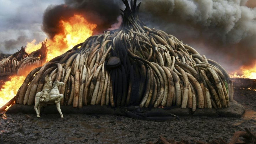 Le président Kenyatta a mis le feu le 30 avril 2016 dans le parc national de Nairobi au Kenya à la plus grande pile d'ivoire (105 t) comprenant défenses d'éléphants, figurines en ivoire et cornes de rhinocéros.