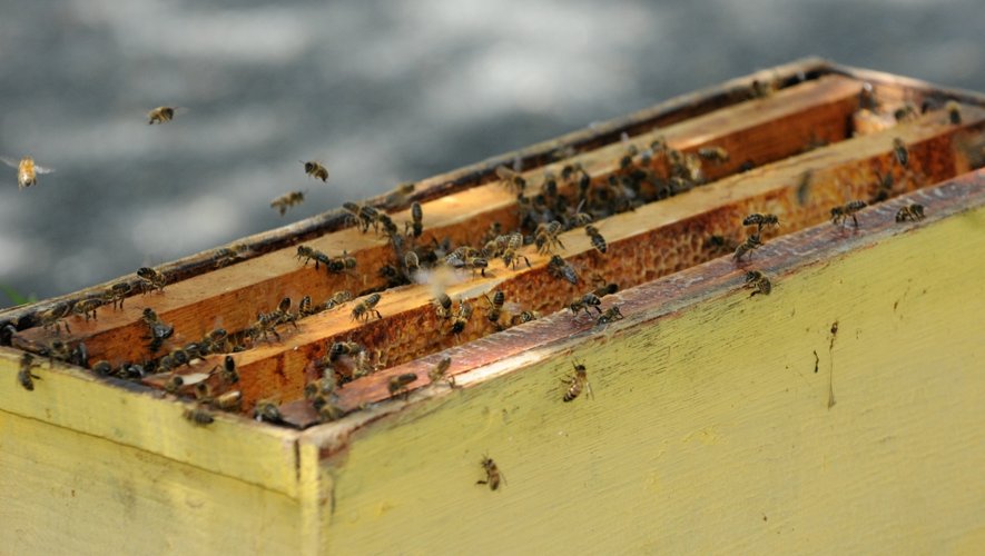 Des ruches en pertes régulières.