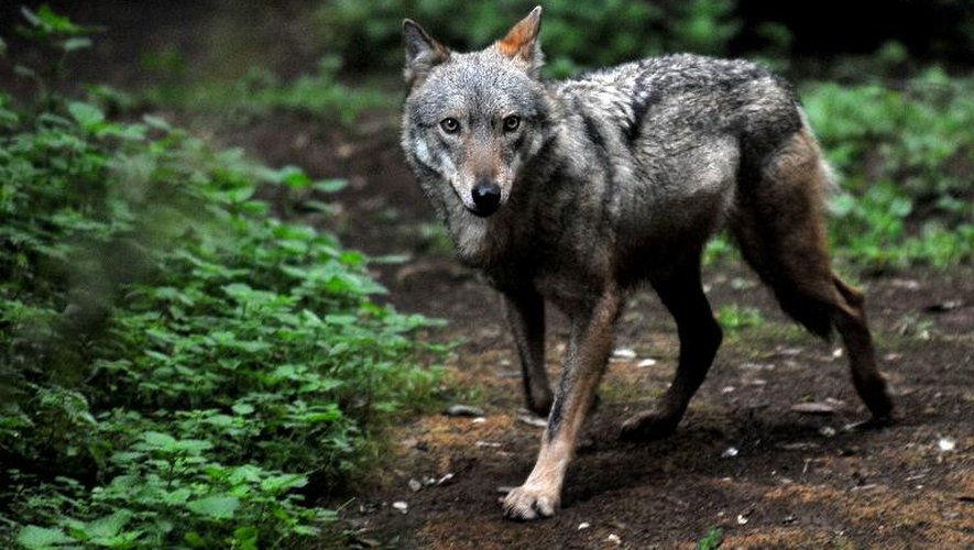 Un loup sauvé par un zoo de Rome le 20 janvier 2014