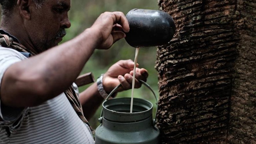 Raimundo Pereira récolte la sève blanche d'un hévéa destinée à l'usine voisine de Xapuri, le 8 octobre 2014 dans le nord-ouest du Brésil