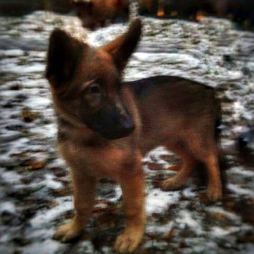Photo publiée le 21 novembre 2015 par le ministère russe de l'Intérieur du chiot Dobrynya que Moscou offre à Paris en signe de solidarité après la mort de la chienne Diesel dans l'assaut d'un appartement à Saint-Denis