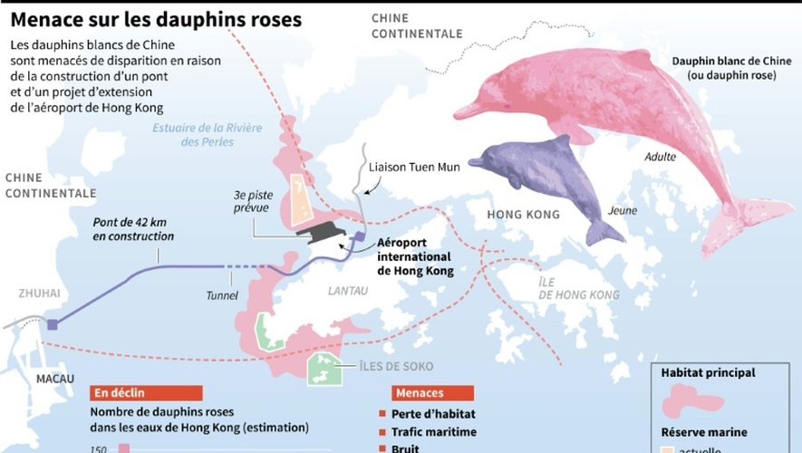 Infographie sur les dauphins roses de Hong Kong menacés de disparition