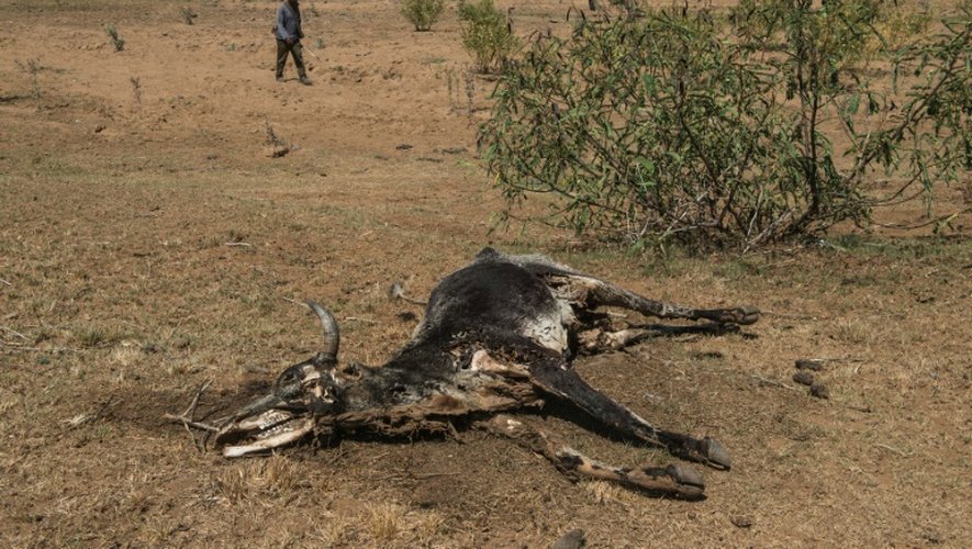 La carcasse d'une vache morte suite à une grande sécheresse près de Durban en Afrique du Sud le 9 novembre 2015