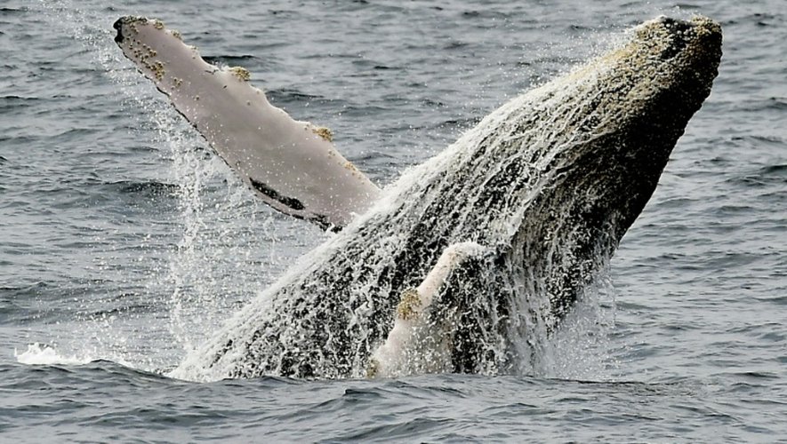 Photographie d'une baleine prise sur la côte de Puerto Lopez en Equateur, le 21 octobre 2015