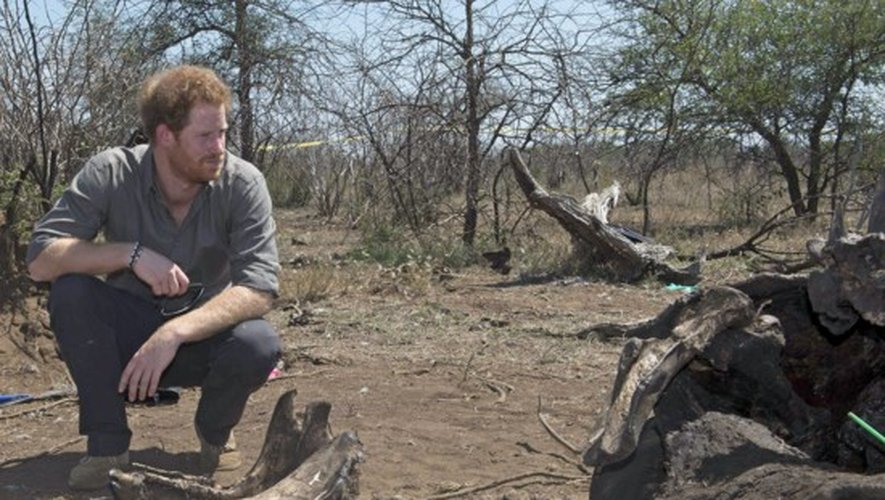 Massacre : Le Prince Harry aux chevets des rhinocéros, tués par des braconniers PHOTOS CHOC