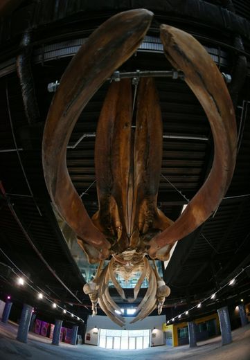 Un énorme squelette d'une baleine à bosse de 13 mètres et 37 tonnes, suspendu au plafond, accueille les visiteurs à l'entrée du plus grand aquarium d'Amérique du sud, AquaRio, le 13 octobre 2016 à Rio.