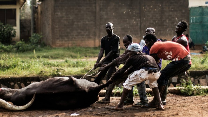 Des hommes trainent la carcasse d'un zébu dans un abattoir improvisé dans l'enclave musulmane du PK5 à Bangui en Centrafrique, le 4 décembre 2015