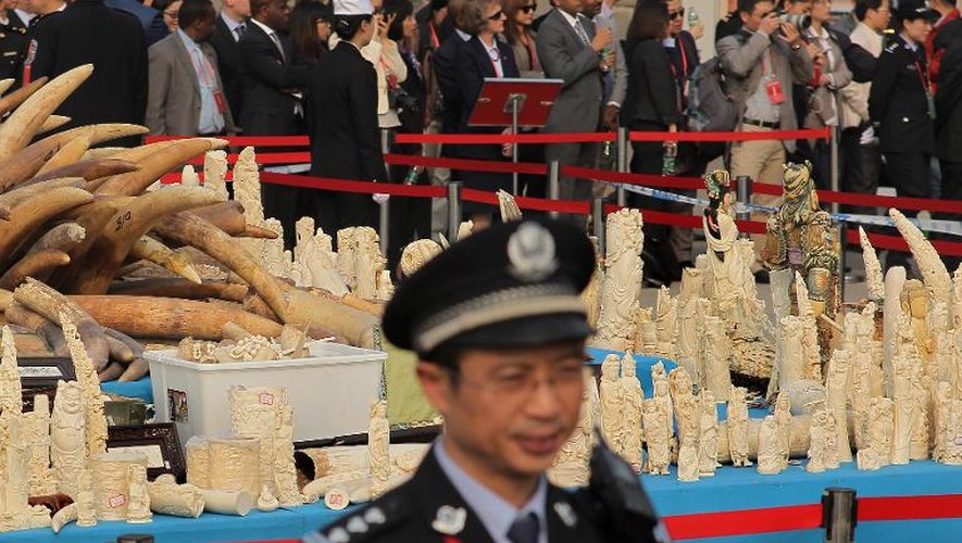 Un policier chinois devant des défenses d'éléphants et des objets scupltés en ivoire lors d'une opération de destruction, le 6 janvier 2014 à Dongguan