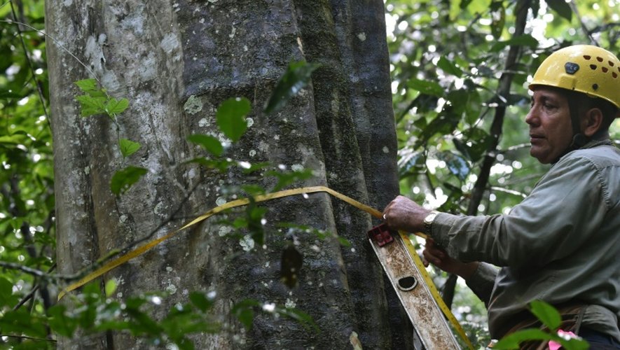 Un technicien mesure le diamètre de certains arbres sur l'île de Barro Colorado, installée sur le canal de Panama, et devenue un véritable laboratoire de biologie tropicale, le 23 novembre 2015