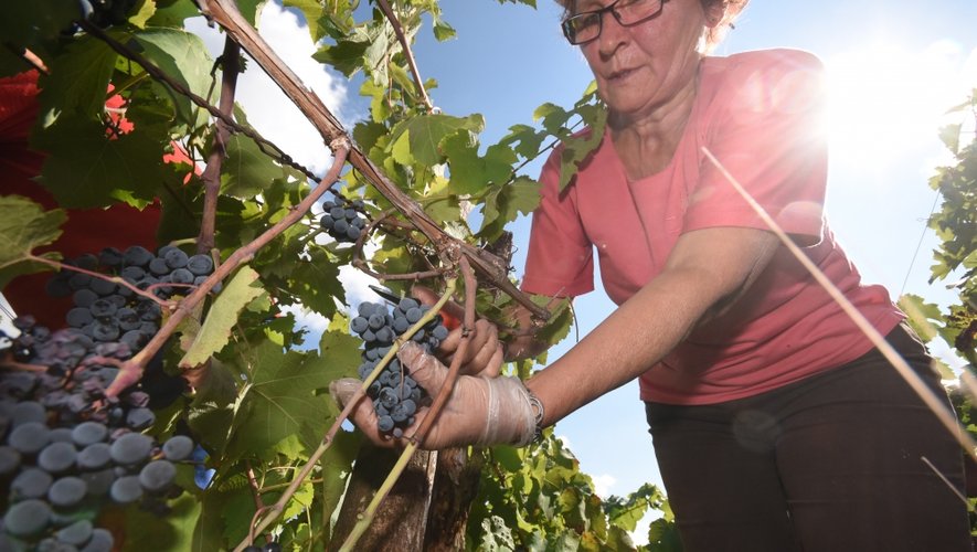 Les bans des vendanges de l’AOC marcillac ont été publiés le 14 octobre, mais la majorité des vignerons patientent.