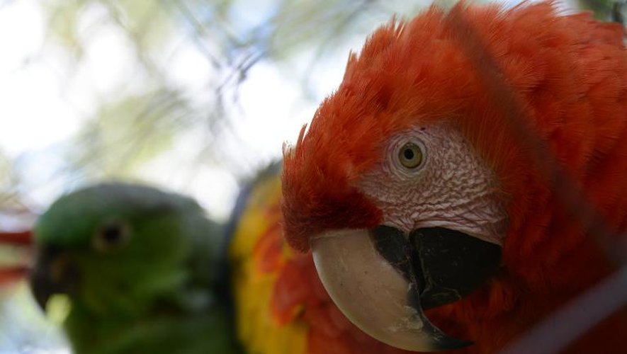 Des perroquets dans un zoo à El Picacho (Honduras) le 23 septembre 2014