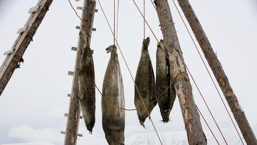 Le butin d'une pêche aux phoques est accroché le 25 février 2008 près de Longyearbyen en Norvège