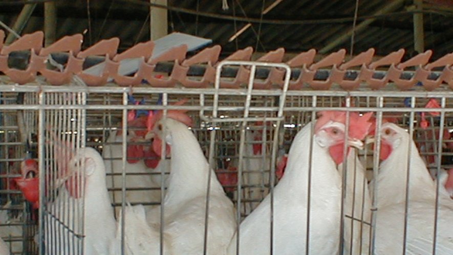 Grippe aviaire : quatre nouveaux foyers en Dordogne et en Haute-Vienne
