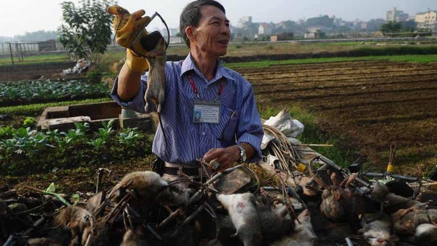 Tran Quang Thieu brandit sa récolte du jour près de Hanoï, le 20 novembre 2014