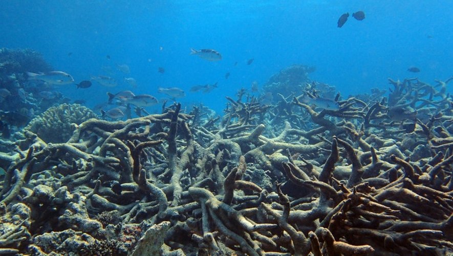 Les coraux de la Grande barrière d'Australie continuent de mourir