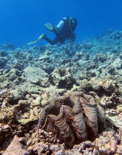 Le blanchissement se traduit par une décoloration des coraux, provoqué par la hausse de la température de l'eau, qui entraîne l'expulsion des algues symbiotiques qui donnent au corail sa couleur et ses nutriments