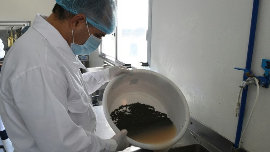 Un employé rince les oeufs d'esturgeons, dans une ferme de production de caviar à Baygorria, le 31 août 2016 au nord de Montevideo, en Uruguay