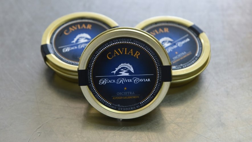 Des boîtes de caviar produit à Baygorria, le 31 août 2016 en Uruguay