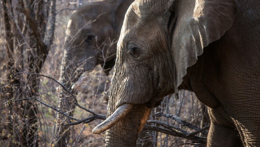 A cause du braconnage, le nombre d'éléphants d'Afrique a diminué de 111.000 individus depuis 2006, pour plafonner à 415.000, selon les dernières données