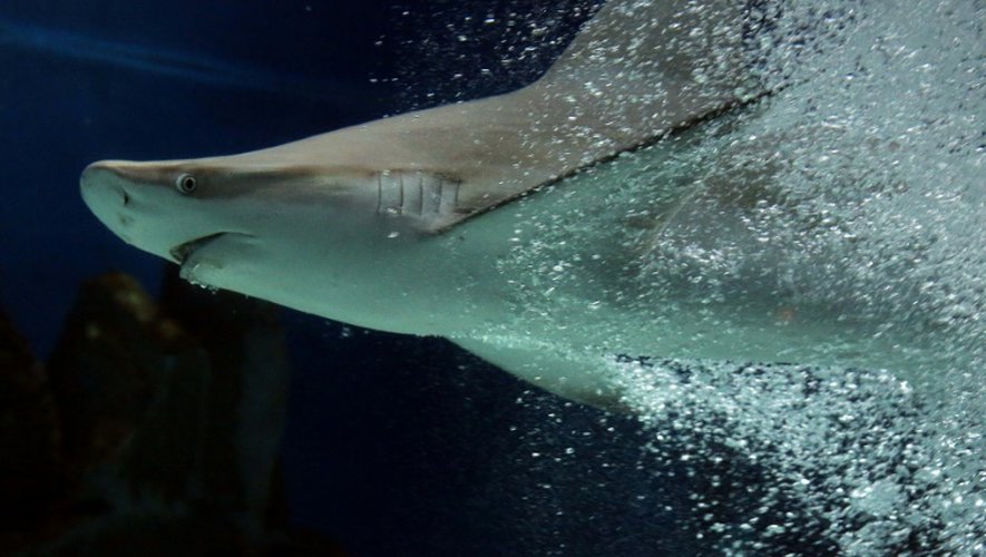 Un tiers des espèces de requins et de raies sont désormais menacées d'extinction, essentiellement en raison de la surpêche, selon WWF