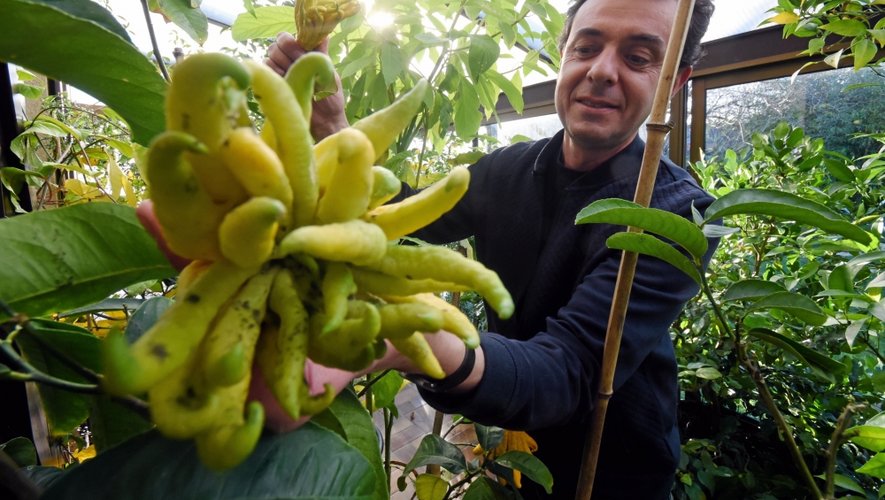 Bernard Salinier cultive quelques plantes et arbres fruitiers dans la véranda de sa maison, à Olemps.