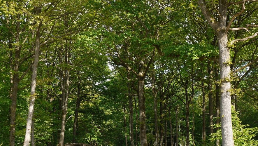 La filière bois s'inquiète pour le renouvellement de la forêt française