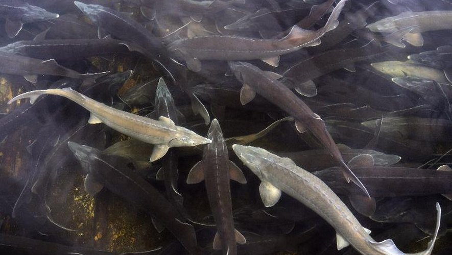 Des femelles esturgeons nagent dans l'exploitation piscicole de Rus (nord de la Pologne), le 16 décembre 2014 avant que leurs oeufs ne soient récupérés pour être transformés en caviar