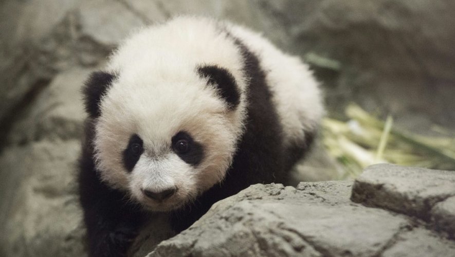 Le panda géant Bei Bei, le 16 décembre 2015 à Washington
