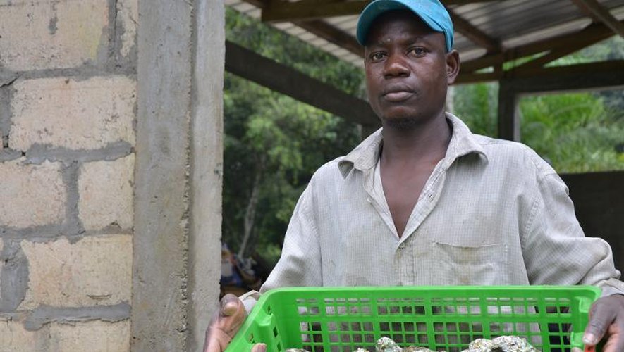 Un employé de la ferme ostréicole d'Alanza présente des des huîtres, le 20 décembre à Cap Esterias, au nord de Libreville