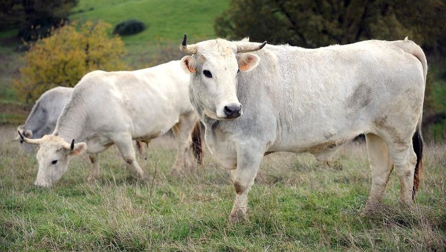 Des vaches de race "Gascon" dans une ferme à Beaumarches le 26 novembre 2013