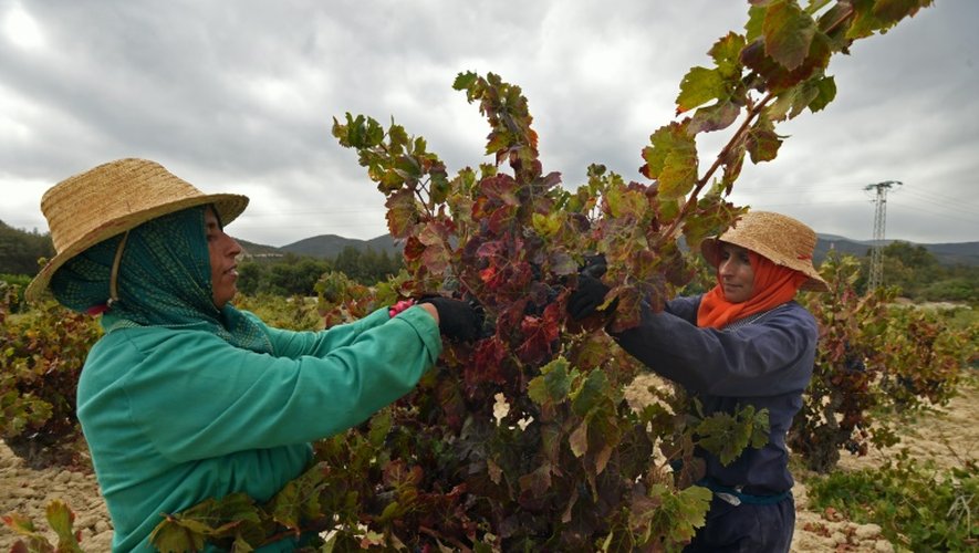 Des Tunisiennes font les vendanges dans le domaine viticole de Neferis, région de Grombalia (40 km au sud-est de Tunis), le 16 septembre 2016