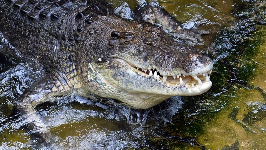 La population des crocodiles marins a explosé dans le nord de l'Australie depuis qu'ils ont été déclarés espèce protégée