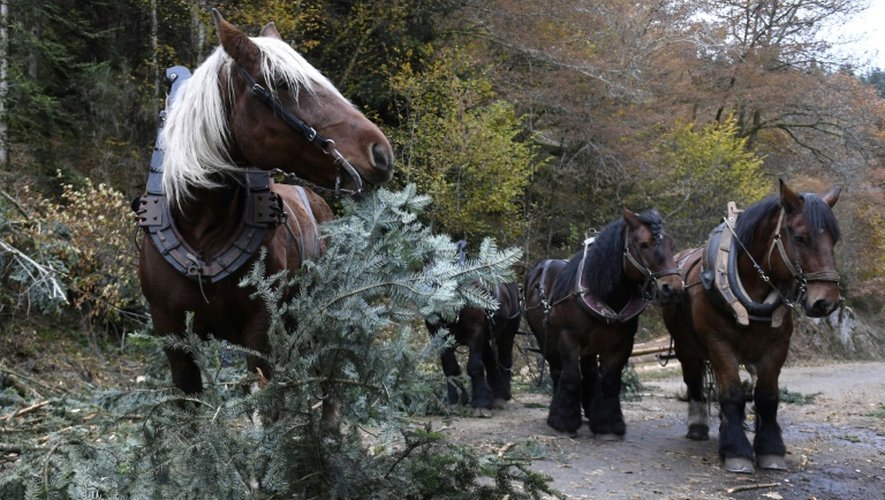 Des chevaux utilisés pour restaurer la forêt de ravin originelle du Morvan, près de Roussillon-en-Morvan, en France, le 2 novembre 2016