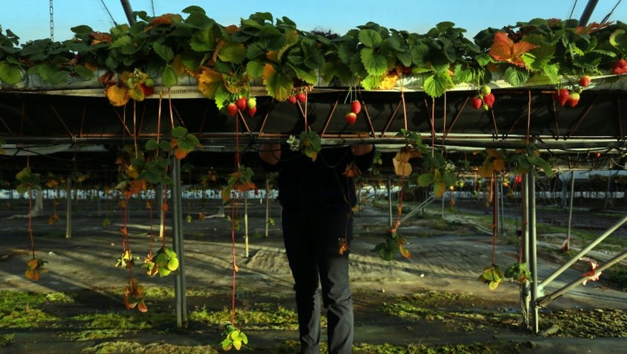 Une productrice du Périgord récolte des fraises le 29 décembre 2015 à Cendrieux, en raison des températures clémentes